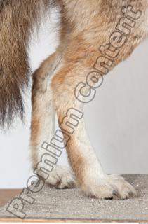 Wolf leg photo reference 0006